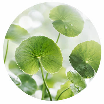 Centella Asiatica